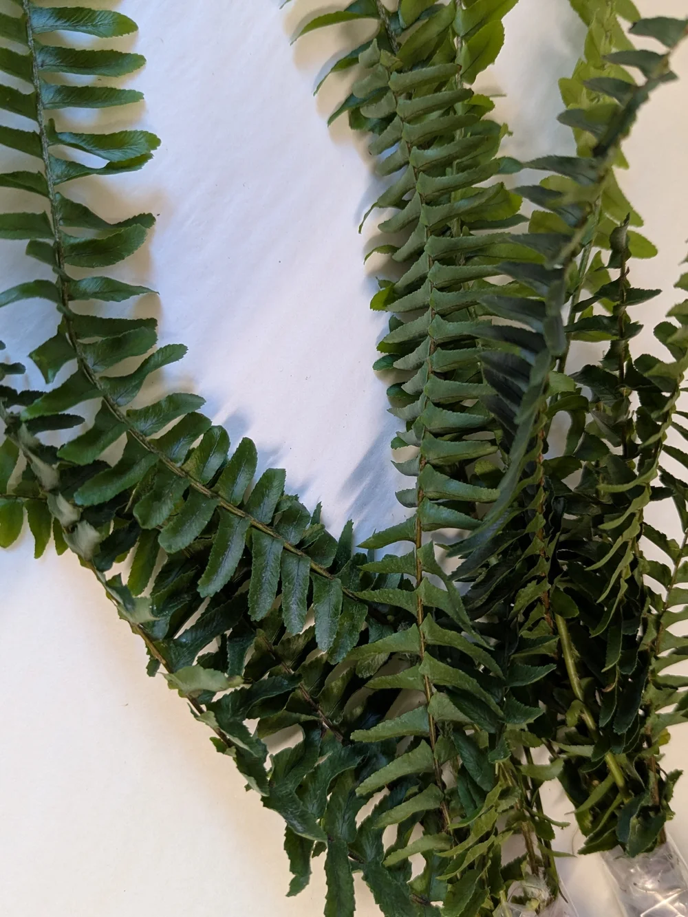 Pet Habitat Plant Boston Fern Cuttings for Reptile Habitats - Green
